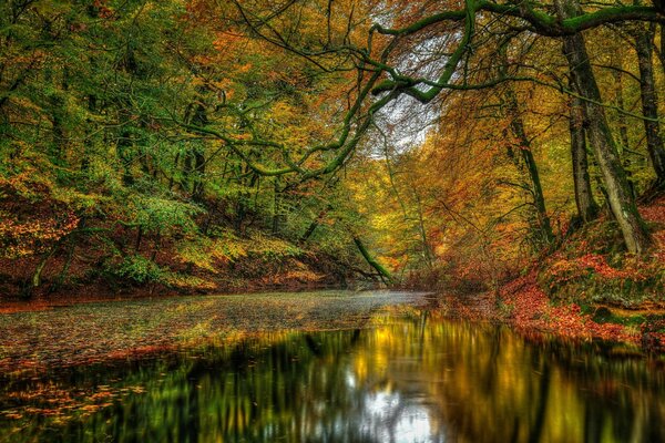 Forêt d automne exceptionnellement belle