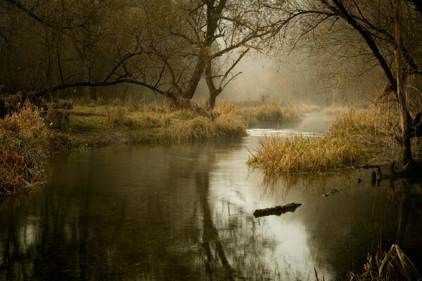 Rivière dans la forêt sombre d automne