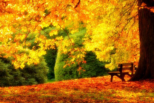 Banc de repos dans la forêt d automne