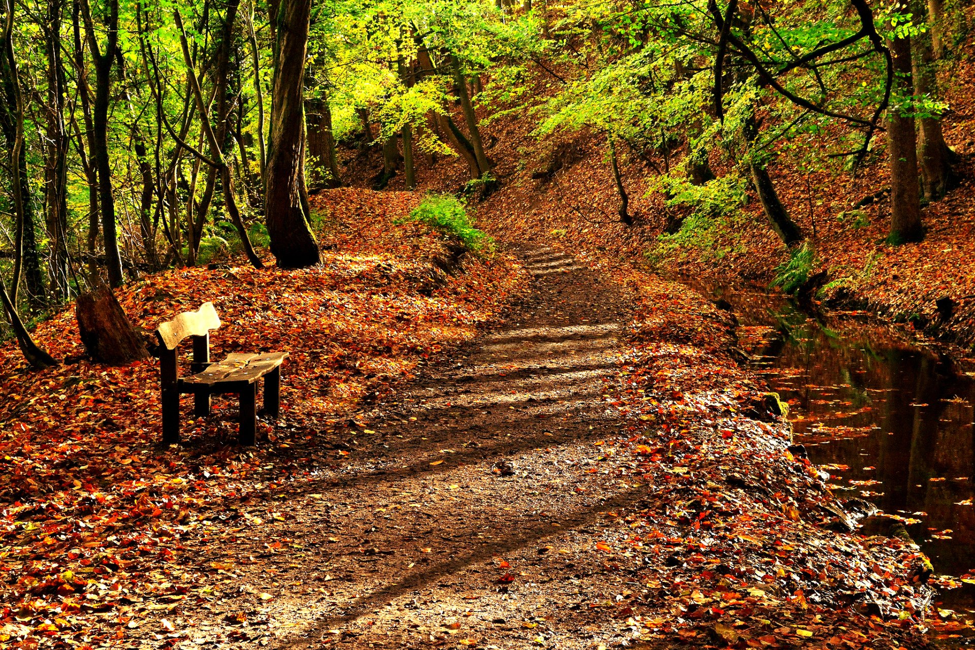 nature route arbres automne feuilles eau rivière