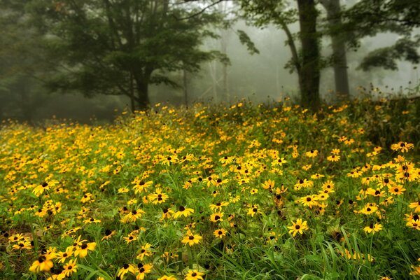 Champ abondamment fleuri de fleurs jaunes