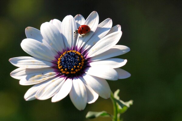 Sur les pétales de la fleur coccinelle
