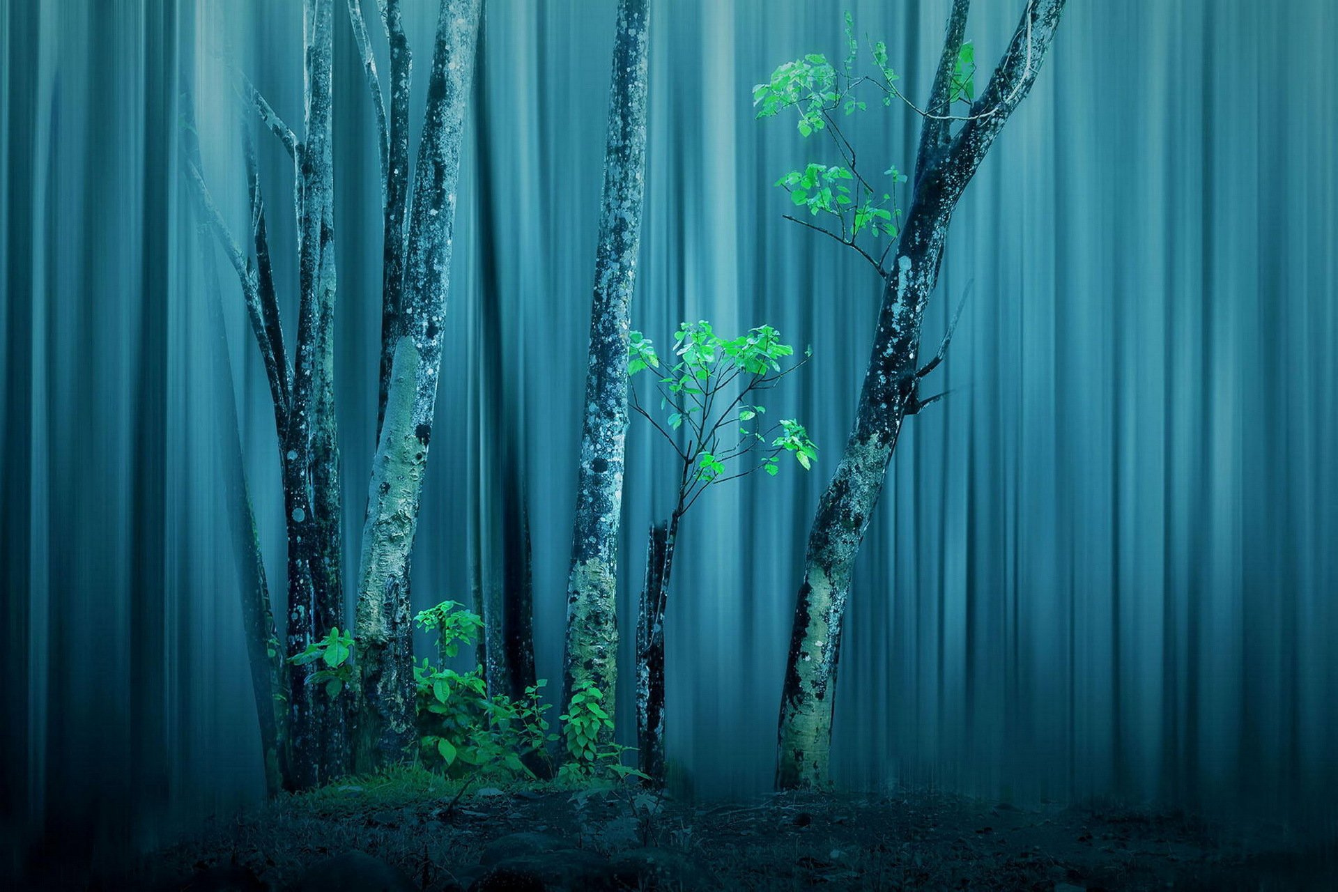 forêt arbres traitement