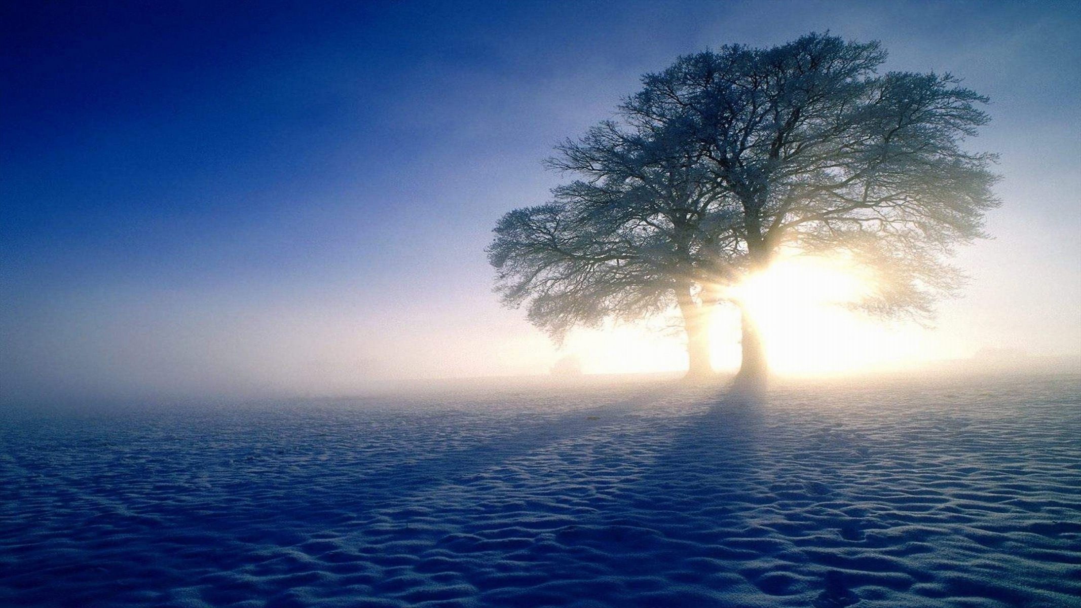 neige hiver arbres soleil