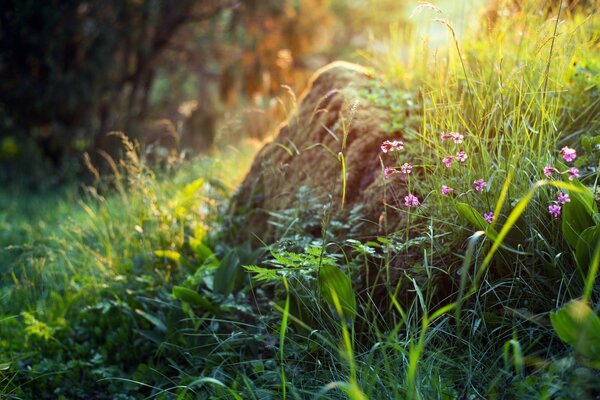 Herbe et fleurs matin d été