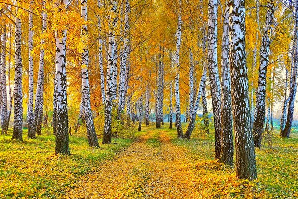 Automne paysage nature bouleau avec des feuilles jaunes