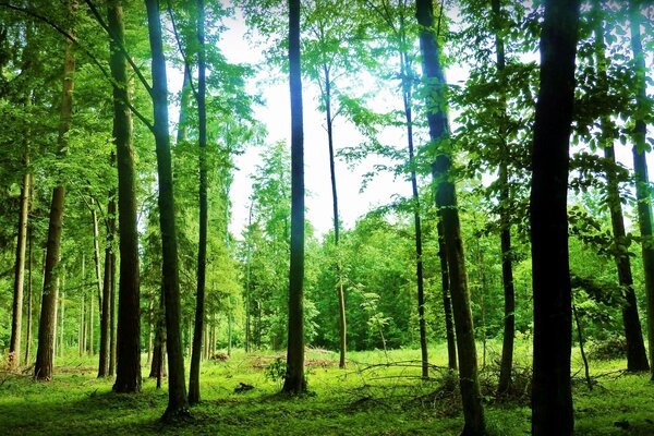 Jeu de verdure dans la forêt d été