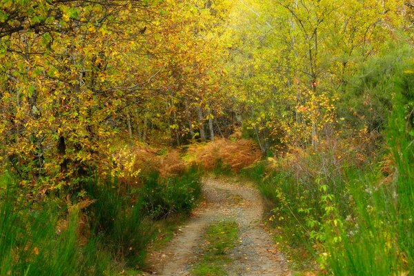 Route étroite dans la forêt d automne