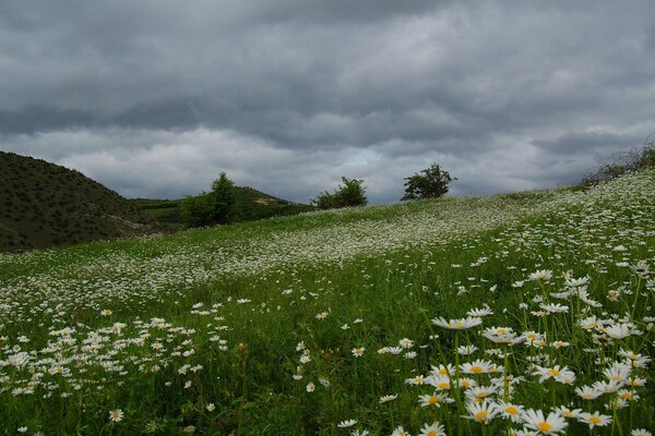 Beau champ de marguerites avant la pluie