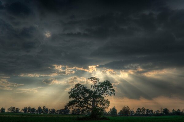 Sur les arbres et le champ à travers les nuages tombe la lumière du soleil