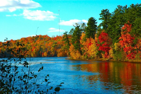 Forêt d automne près du lac