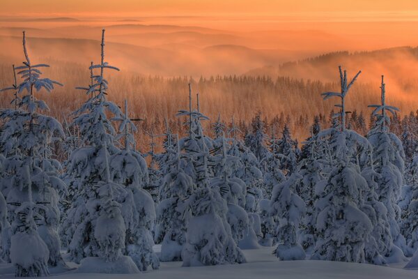Arbres de Noël dans la neige. Le brouillard descend. Ciel de belle couleur