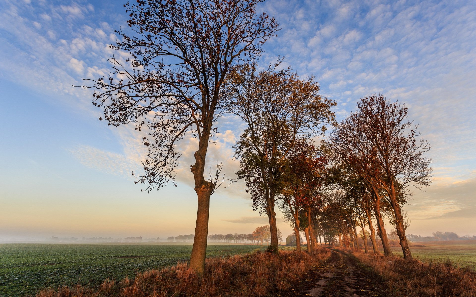 première touche de soleil automne nature
