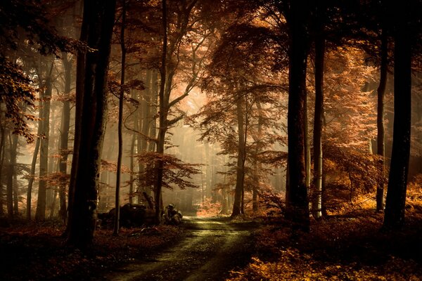 Route à travers la mystérieuse forêt d automne