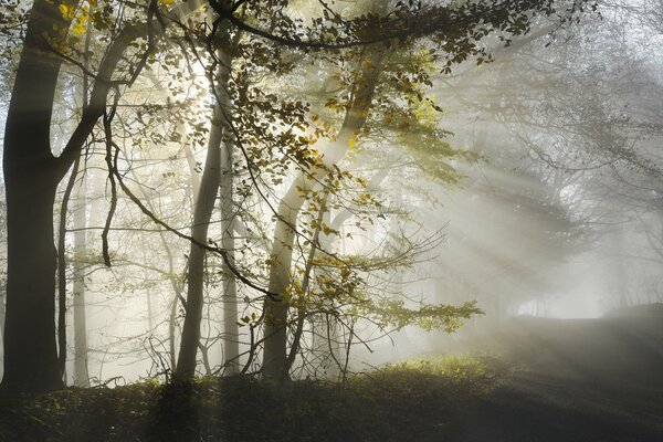 Brouillard du matin dans la forêt à l aube