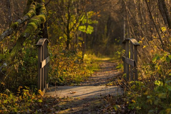 Pont dans la forêt d automne