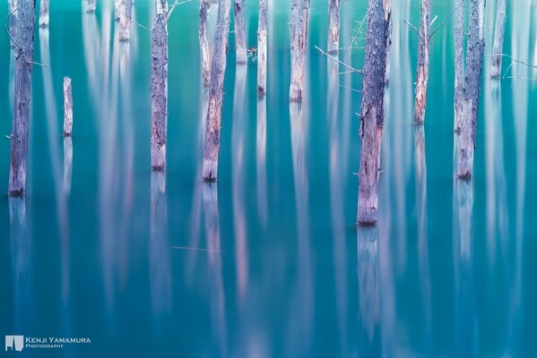 Arbres dans le lac d un photographe japonais