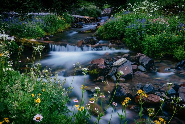 Parc National du ruisseau Mountaineer fleurs pierres