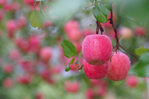 Pommes sur une branche avec des gouttes de bokeh