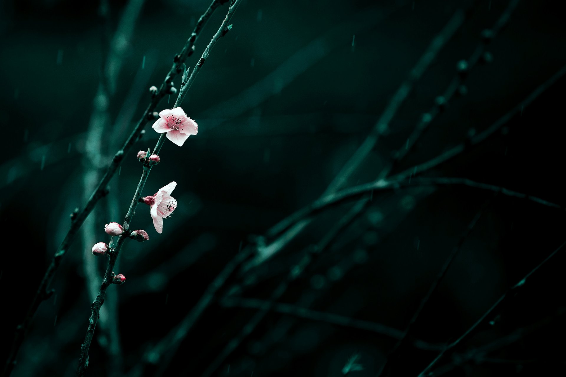 branches fleurs rose cerise floraison printemps pluie