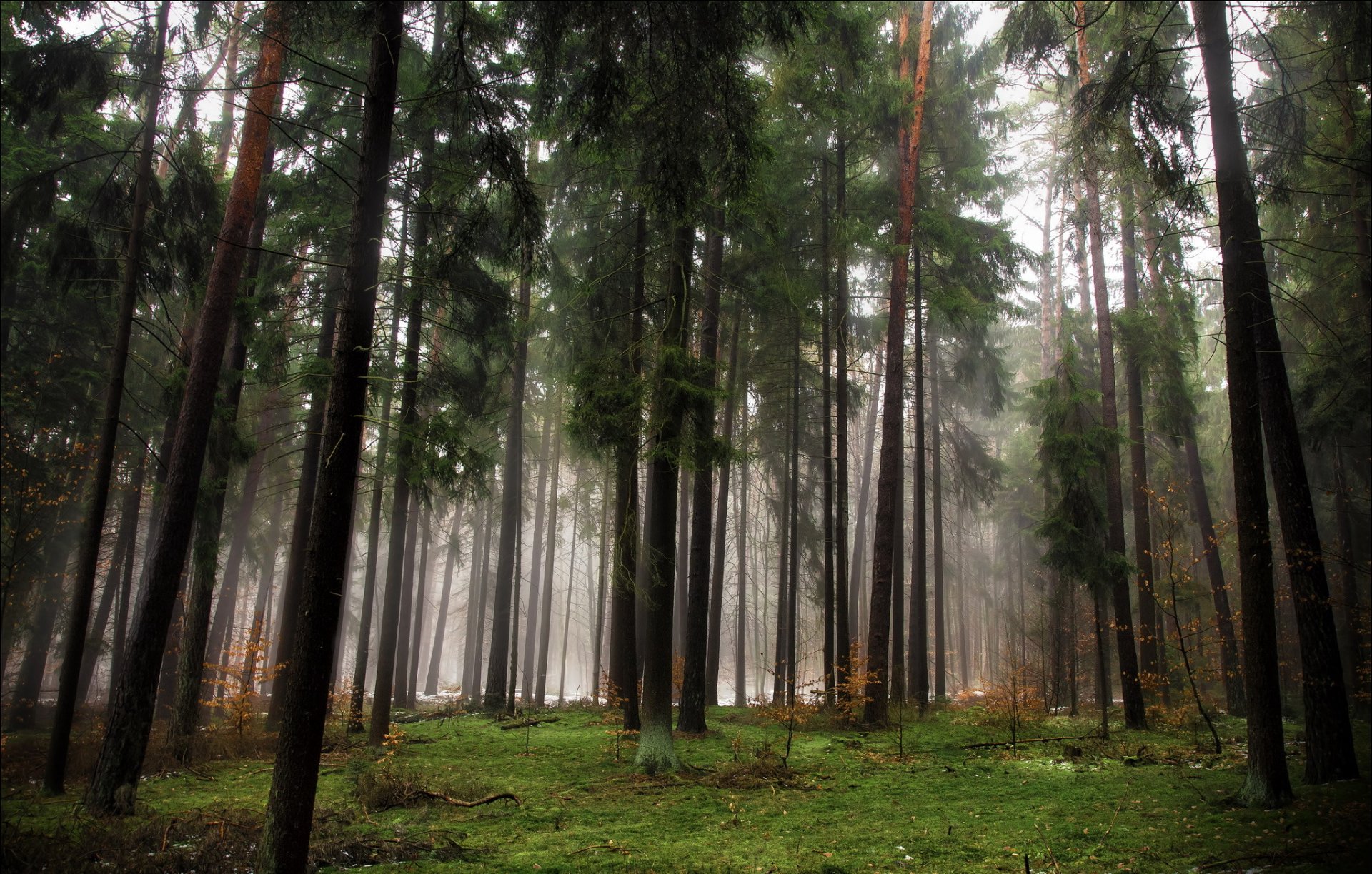 forêt arbres conifères automne brouillard