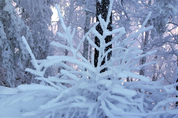 Branches d arbres couvertes de givre