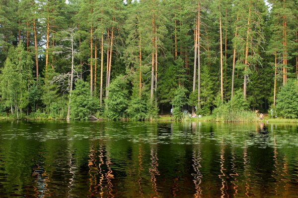Forêt de Saint-Pétersbourg avec de beaux arbres