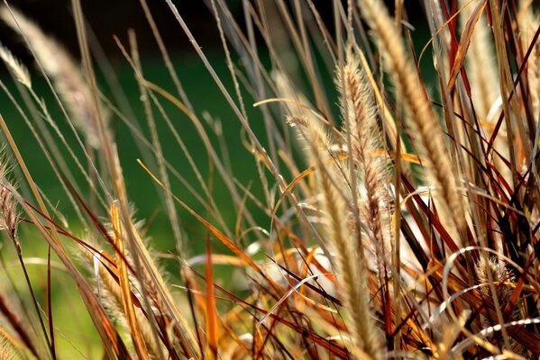 Herbe sauvage avec épillets
