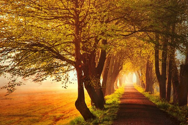 Allée des arbres d automne