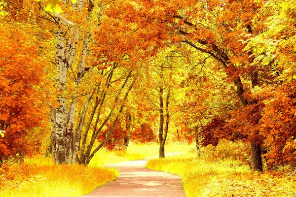 Sentier forestier sur fond d arbres d automne lumineux