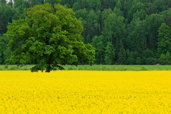 Forêt verte et champ de colza en mai