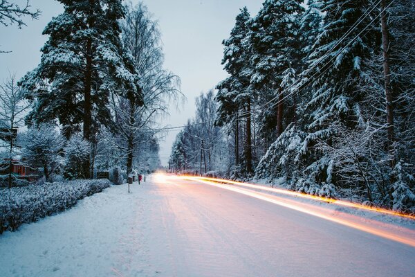Arbres le long de la route en hiver