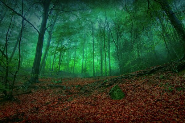 Forêt d automne sombre et feuillage doré