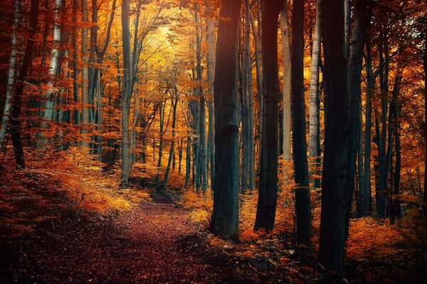 Sentier piétiné dans la forêt d automne
