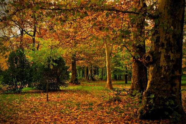 Feuilles d automne sur les arbres dans le parc