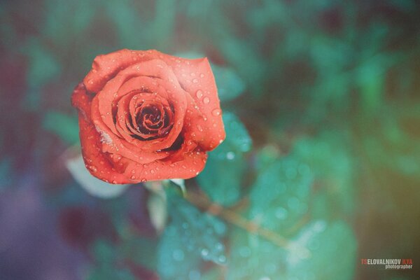 Fleur de couleur rouge. Rose douce et brillante, gouttes d eau