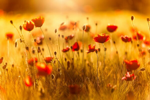 Champ d été de coquelicots rouges