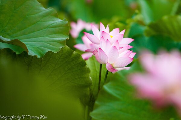 Fleur de Lotus rose parmi les feuilles