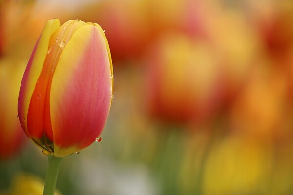 Tulipes orange avec des gouttes de pluie