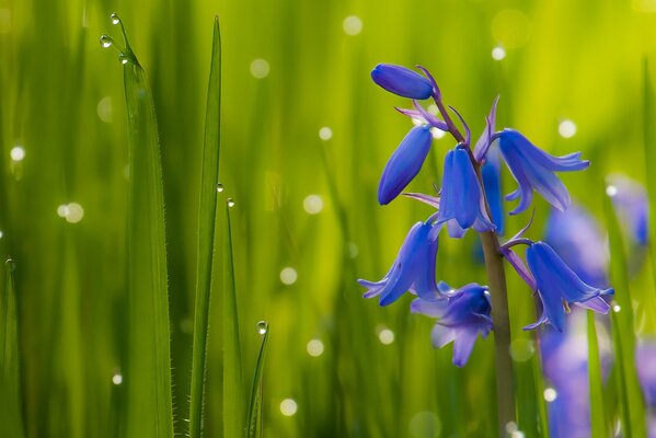 Fleurs de cloche sur fond d herbe avec des gouttes de rosée