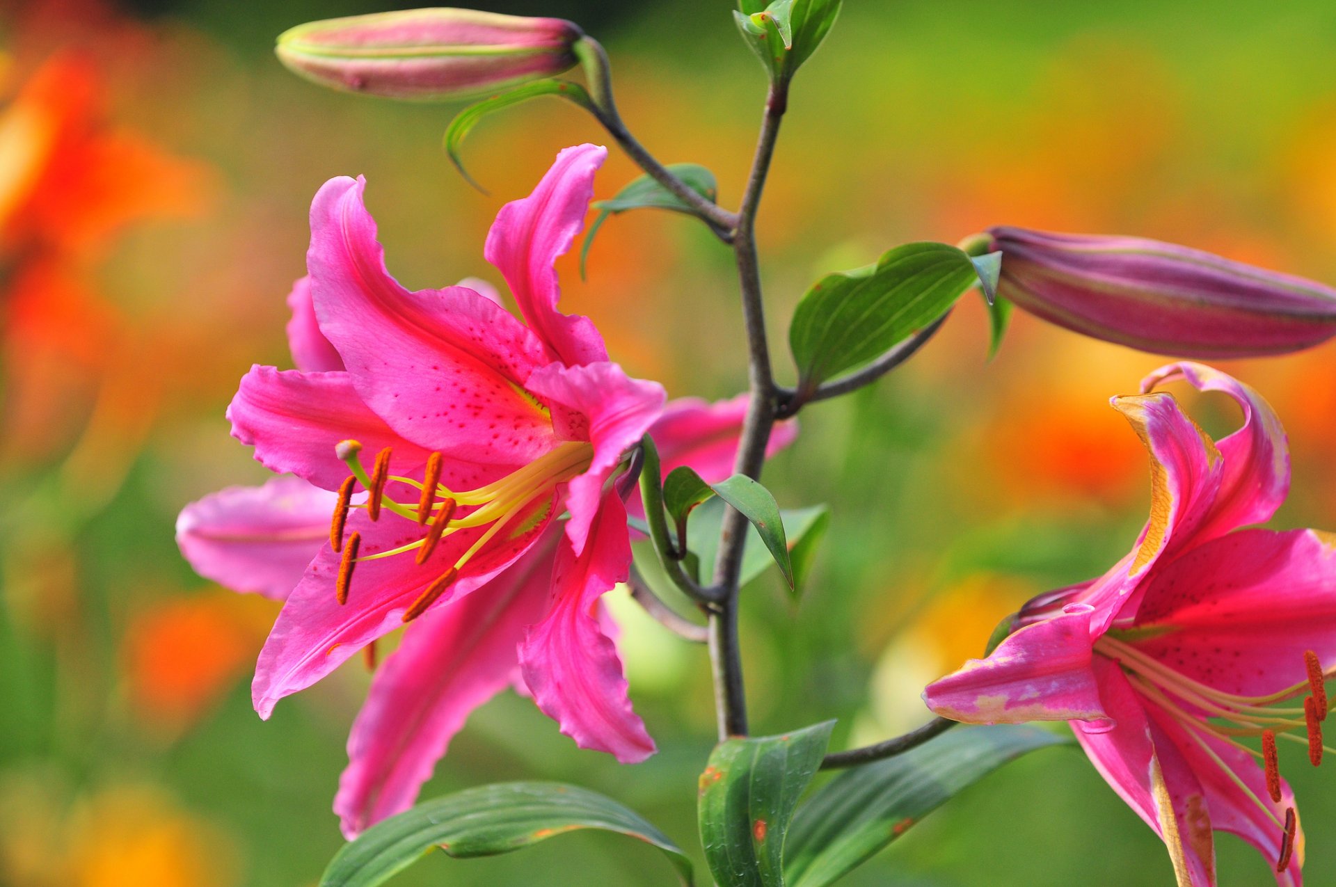 lis gros plan bourgeons