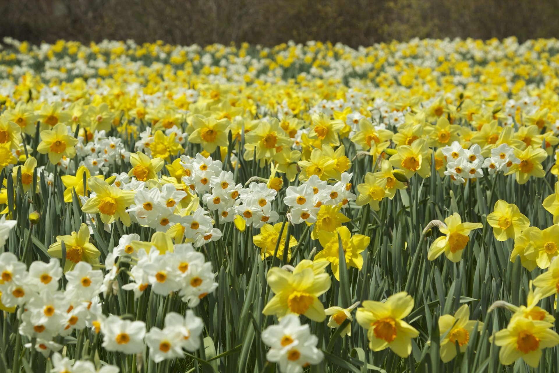 jonquilles plantation printemps