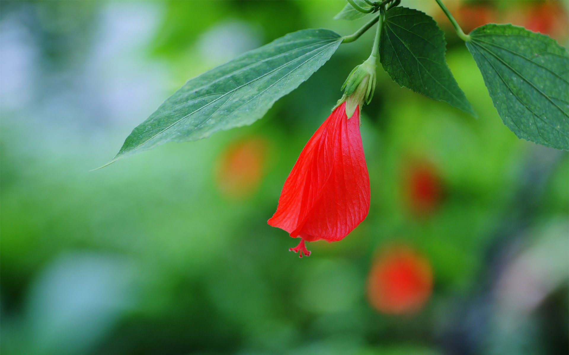 fleur hibiscus rouge bourgeon feuilles branche foyer