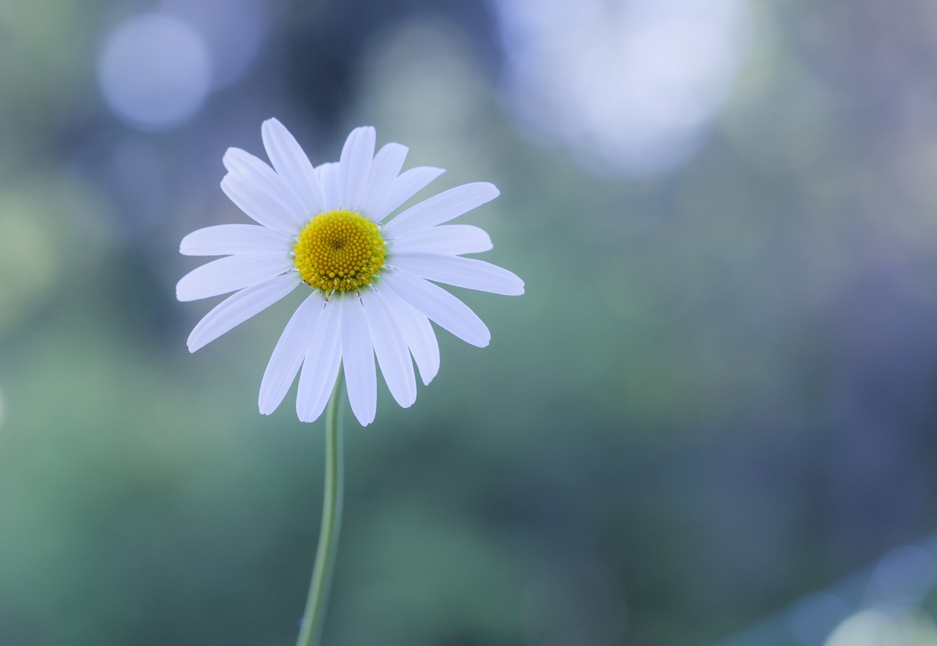 fleur blanc marguerite éblouissement fond