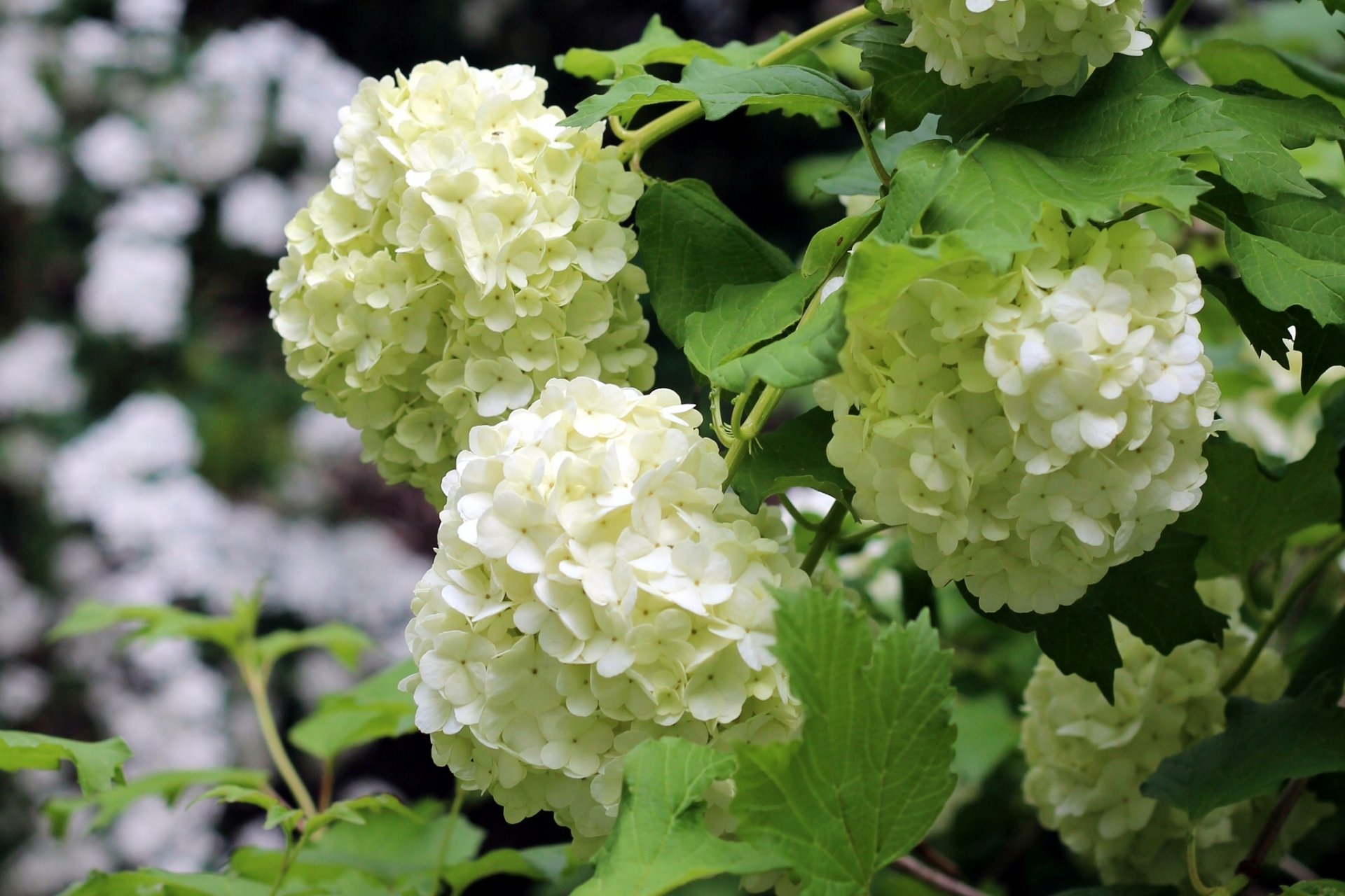 hortensia inflorescences macro