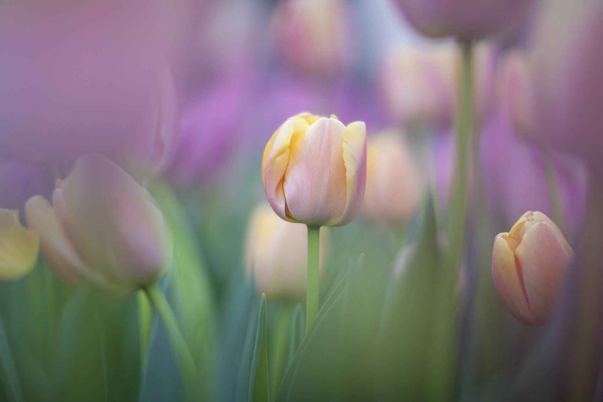 tulipes doucement