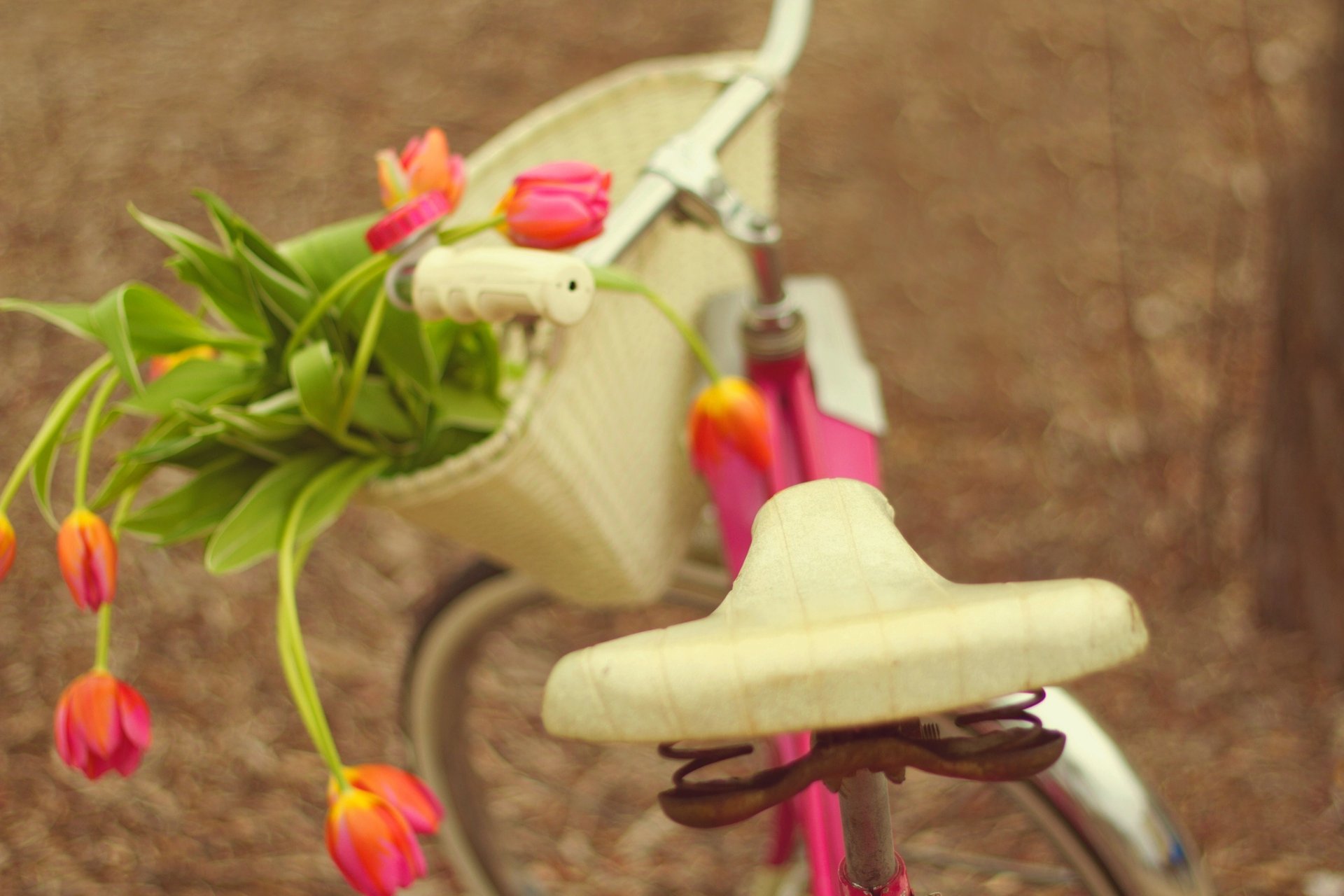 vélo fleurs bouquet tulipes