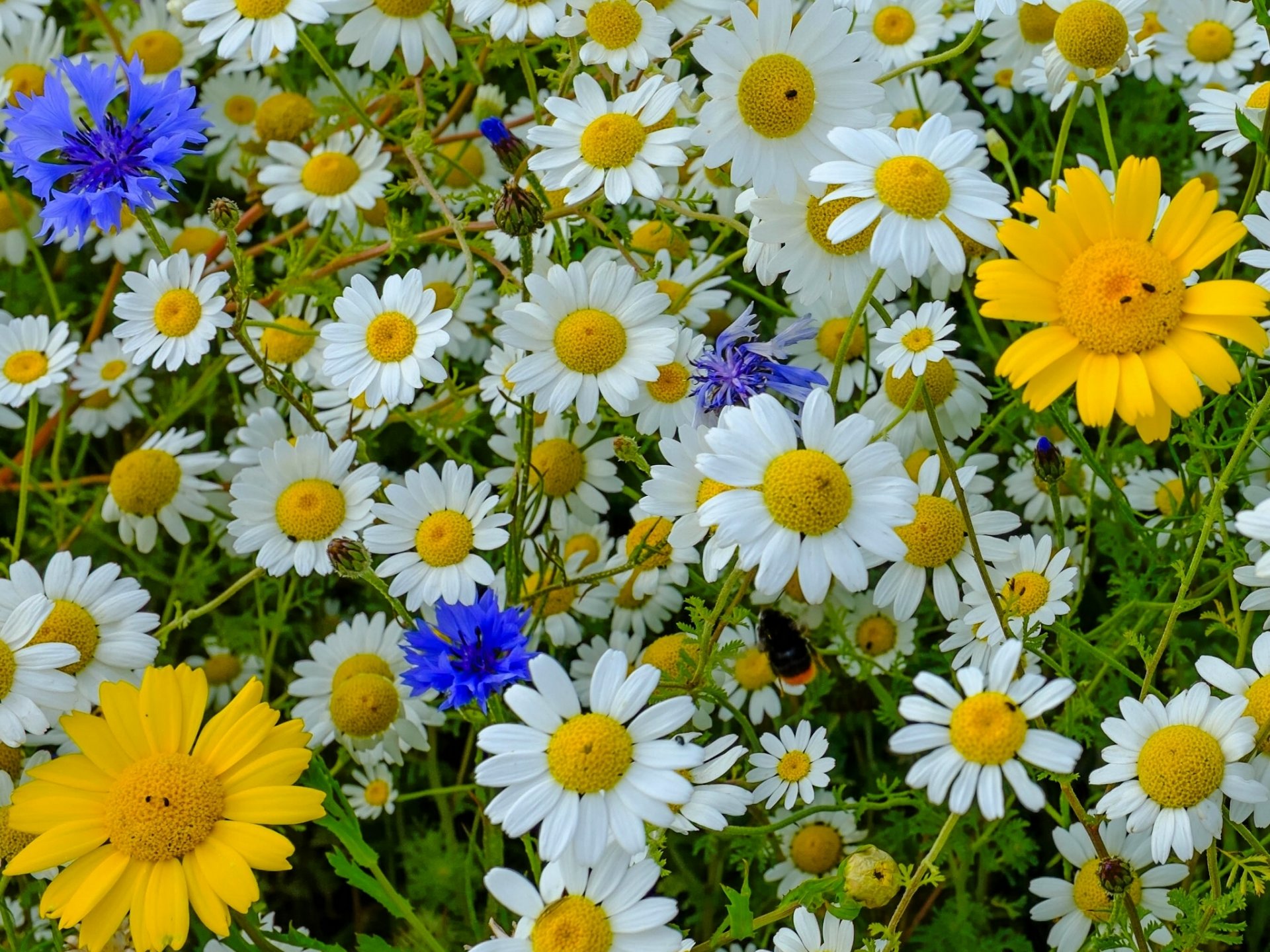 marguerites bleuets bourdon prairie