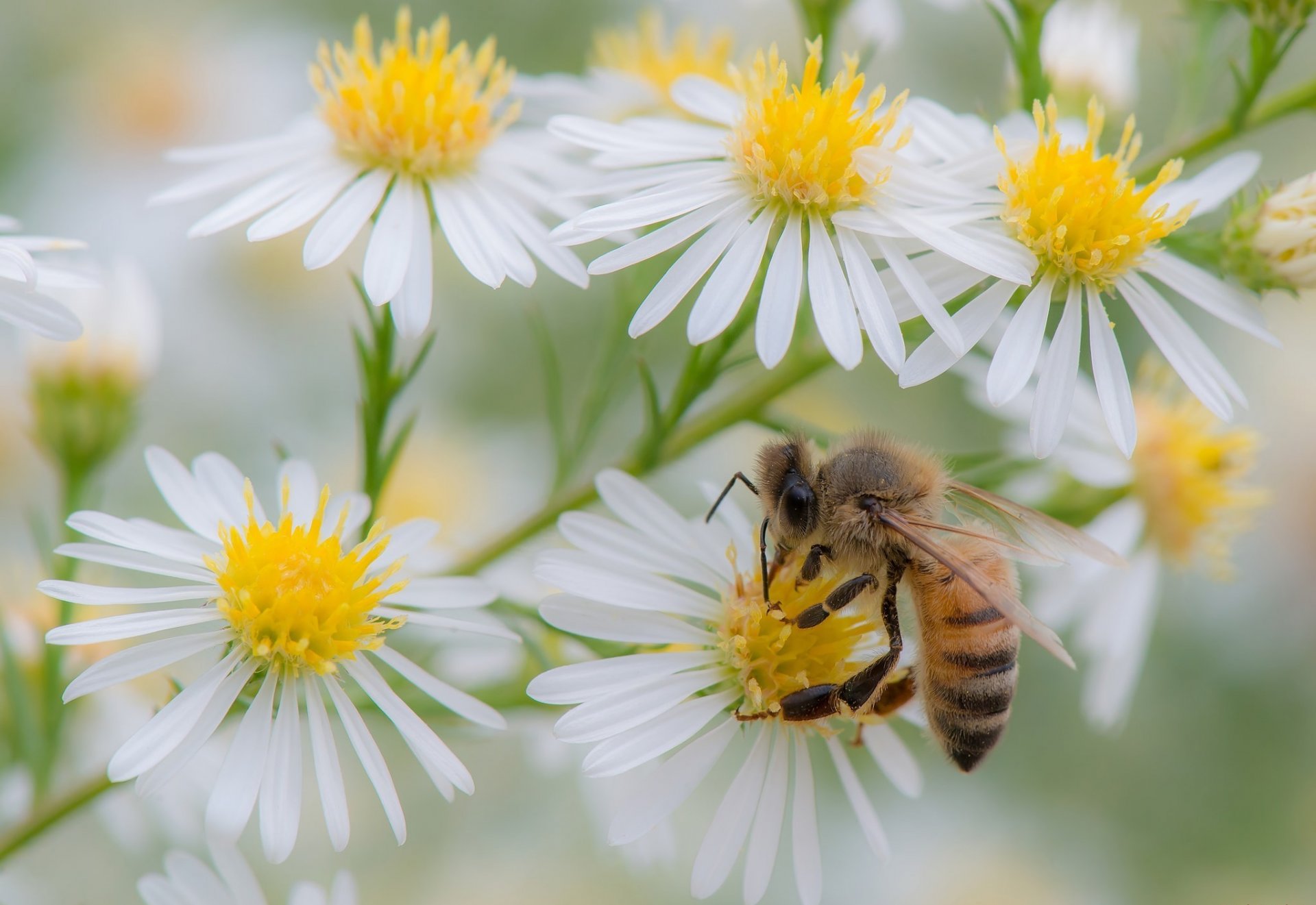 fleurs été abeille
