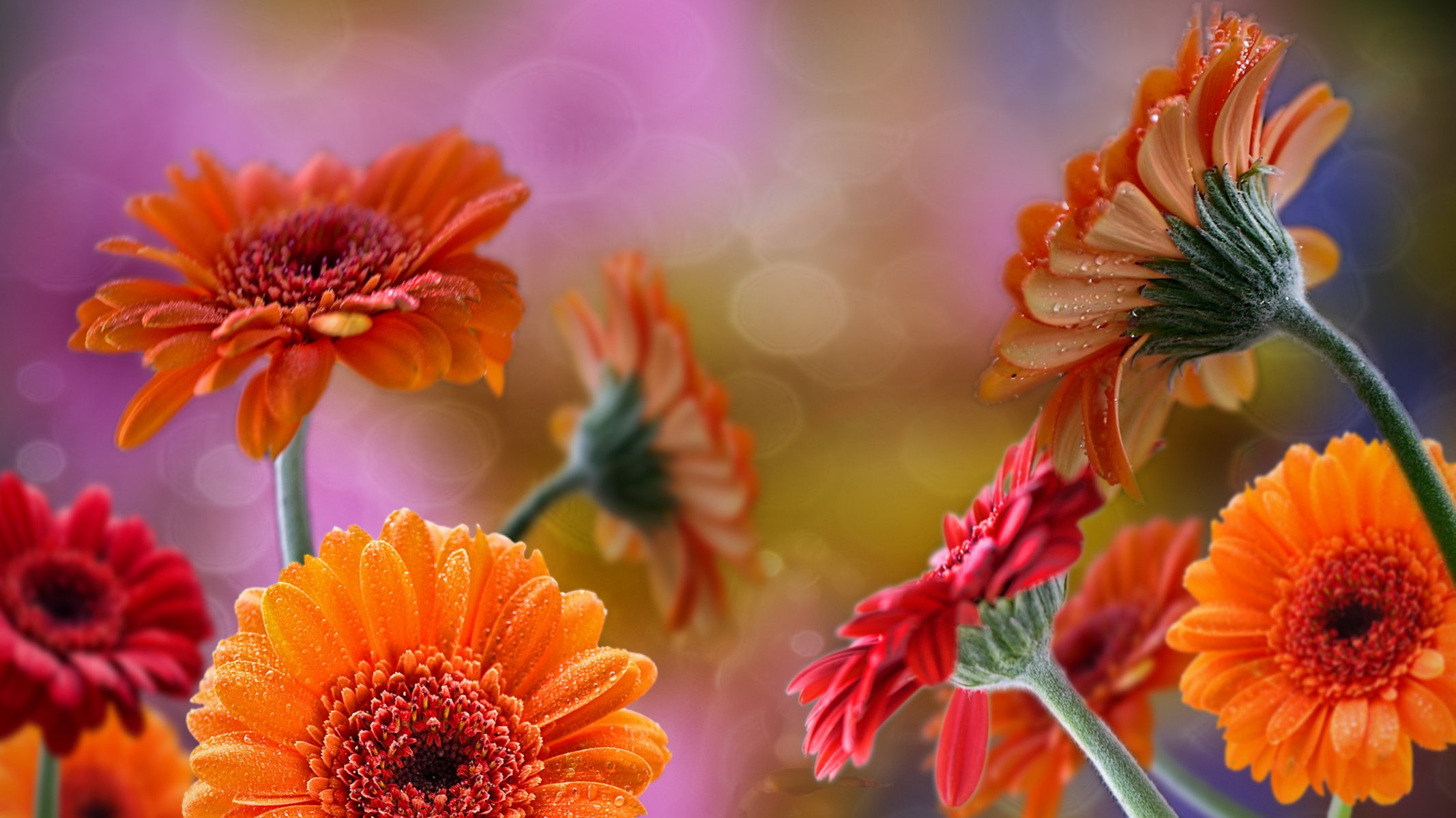 gerbera rouge orange gouttes rosée éblouissement